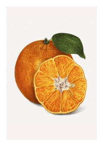 Fruktposter - Apelsin