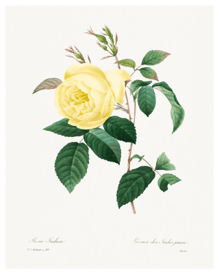 Botanisk poster gul ros