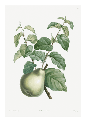 Fruktposter päron